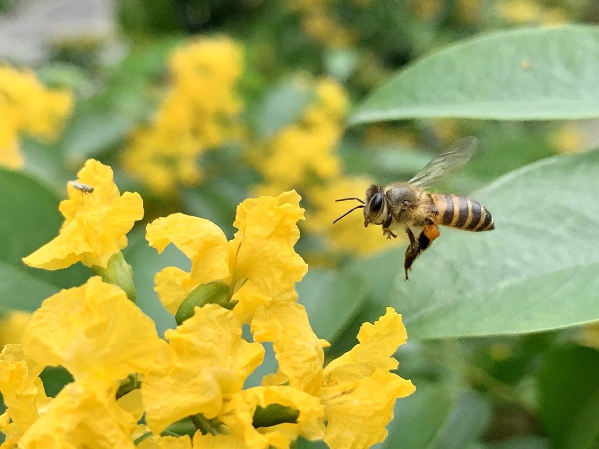 CAI e Barilla: accordo per salvare 3 milioni di&nbsp;api
