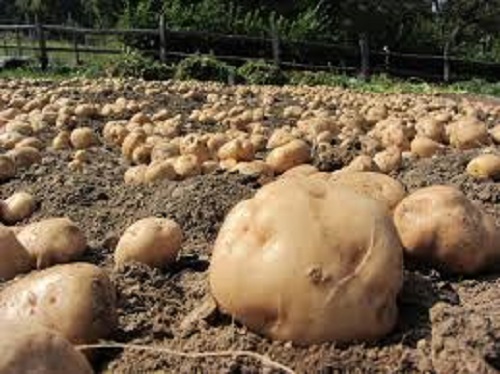 Polonia: furto record di 150 tonnellate di&nbsp;patate